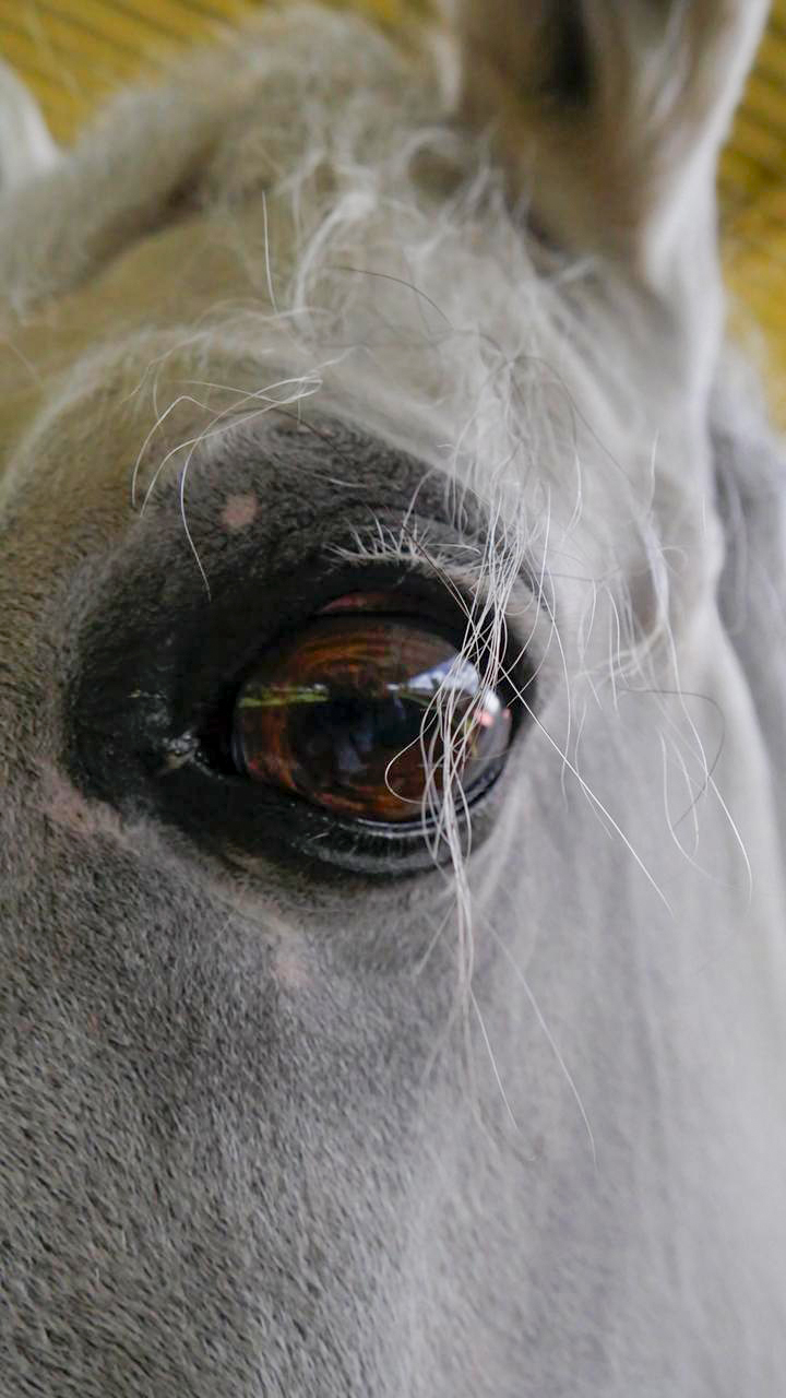 A Través del Ojo del Caballo