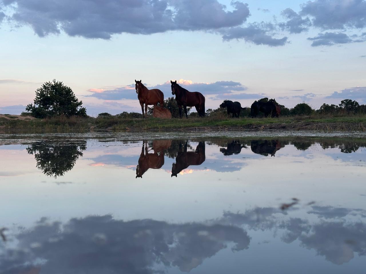 Congreso Mundial de Doma